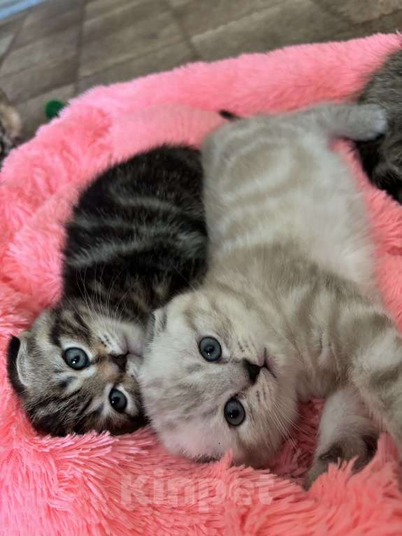 Кошки в Ульяновске: Шотландские вислоухие девочки  Девочка, 4 000 руб. - фото 3