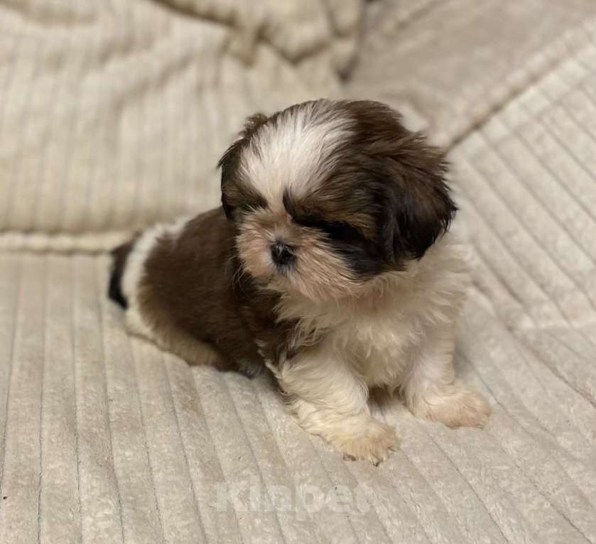 Собаки в Санкт-Петербурге: Очаровательная девочка ши тцу  Девочка, 35 000 руб. - фото 4