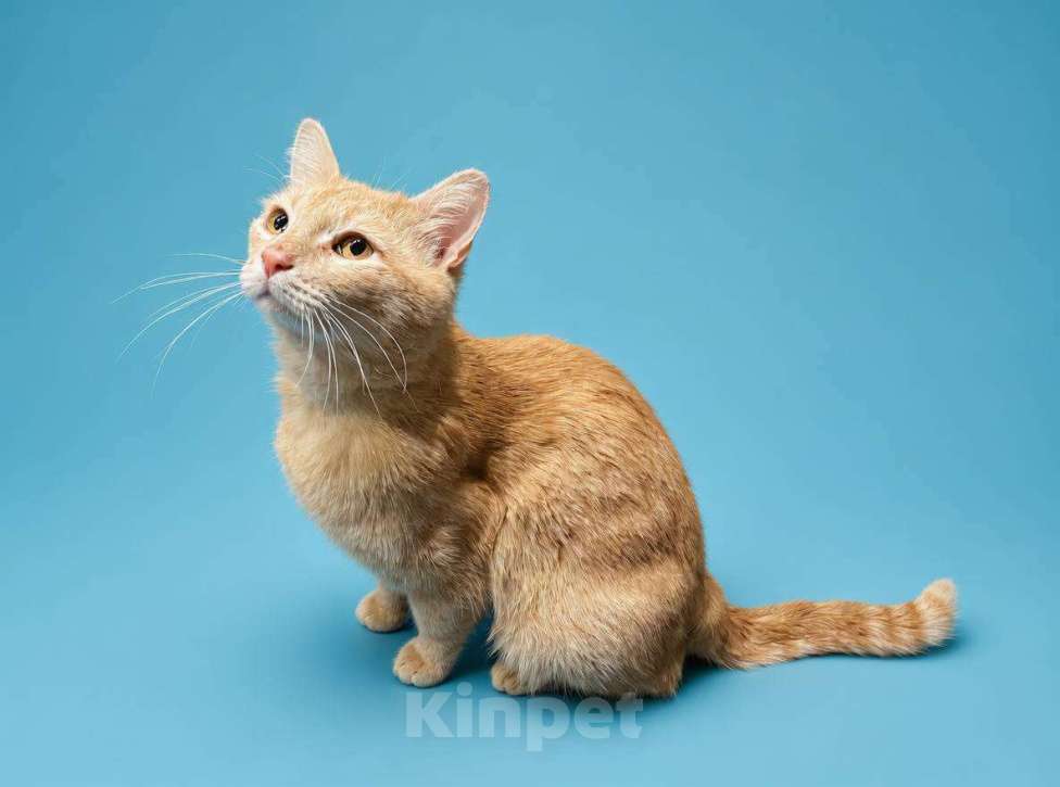 Кошки в Москве: Кот Калеб ищет дом Мальчик, Бесплатно - фото 3