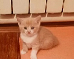 Кошки в Краснодаре: Котёнок в добрые руки Девочка, Бесплатно - фото 3