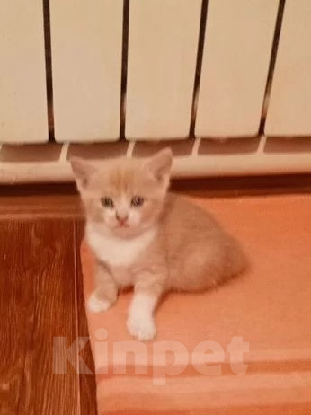 Кошки в Краснодаре: Котёнок в добрые руки Девочка, Бесплатно - фото 3