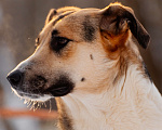Собаки в Москве: Лайза Девочка, Бесплатно - фото 2