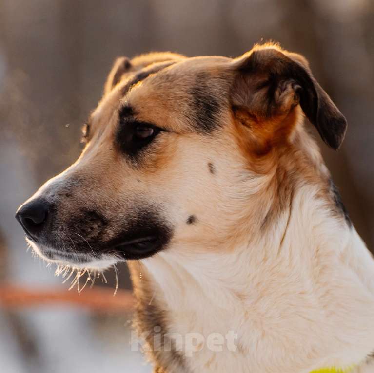 Собаки в Москве: Лайза Девочка, Бесплатно - фото 2