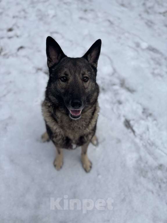 Собаки в Обнинске: ЗеВс Мальчик, 1 000 руб. - фото 3