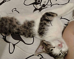Кошки в Томске: Потерян Кот по имени Томас ( Кот вернулся домой, закройте объявление)) Мальчик, Бесплатно - фото 2