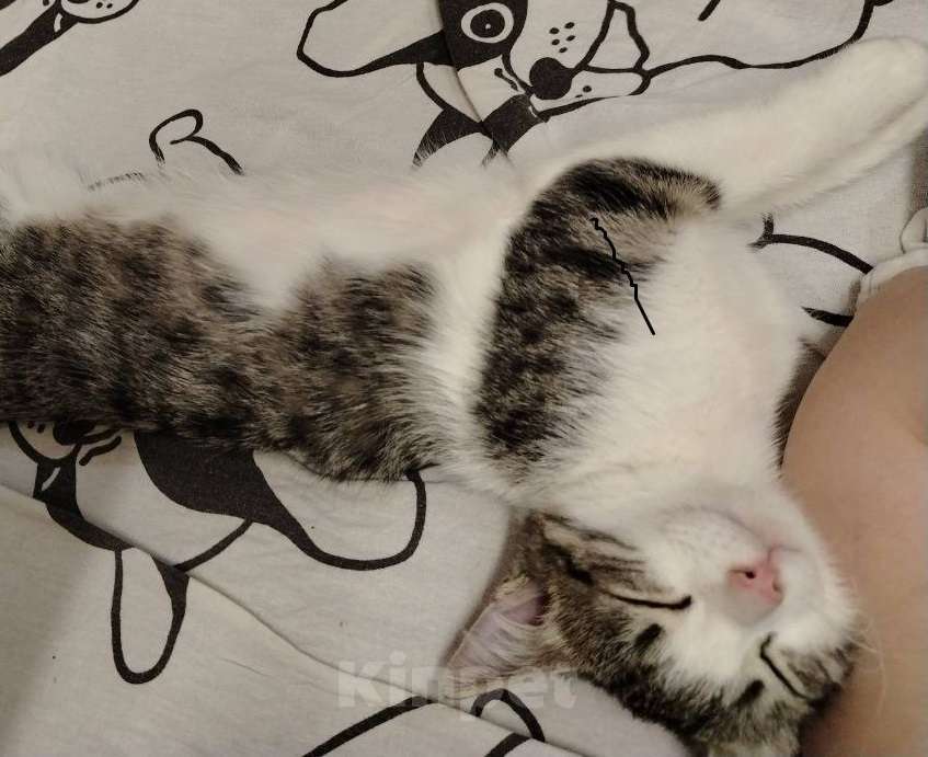 Кошки в Томске: Потерян Кот по имени Томас ( Кот вернулся домой, закройте объявление)) Мальчик, Бесплатно - фото 2