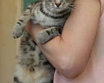 Кошки в Санкт-Петербурге: Безупречная красавица-кошка Девочка, 1 руб. - фото 4