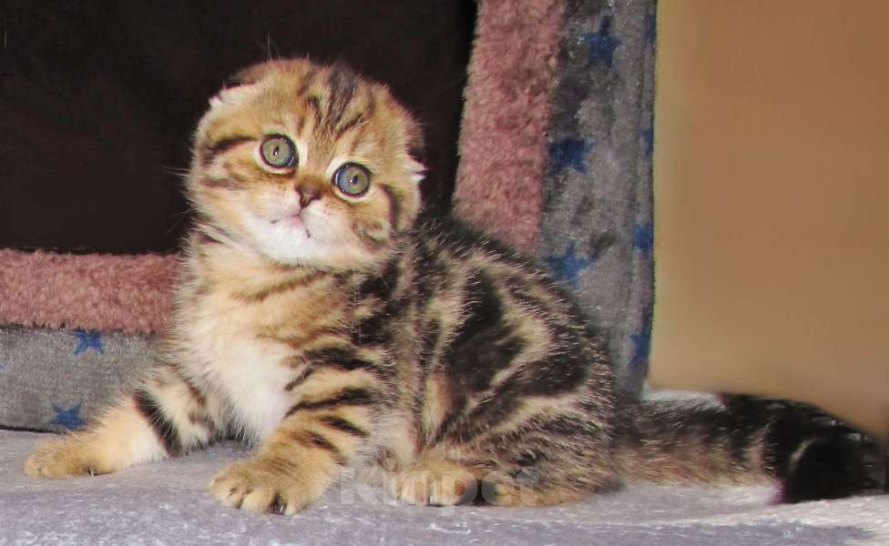 Кошки в Санкт-Петербурге: Шотландские котята Девочка, Бесплатно - фото 7