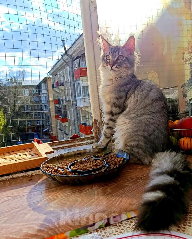 Кошки в Москве: Котенок Мейн кун. Мальчик, 60 000 руб. - фото 6