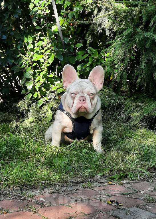 Собаки в Всеволожске: Щенок в окрасе изабелла New Shade мерле  Мальчик, 80 000 руб. - фото 3