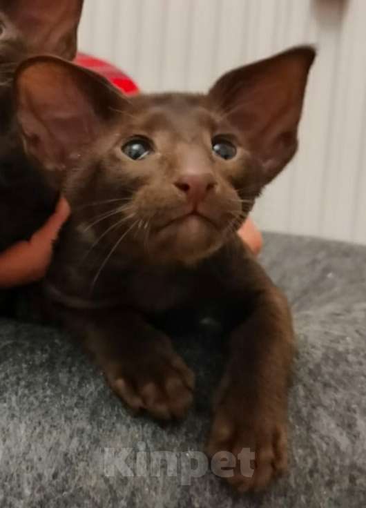 Кошки в Санкт-Петербурге: Ориентальный мальчик гаванна Мальчик, Бесплатно - фото 2