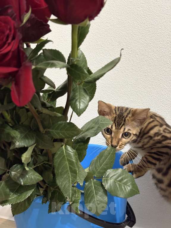 Кошки в Москве: Бенгальский котенок Мальчик, 19 000 руб. - фото 2