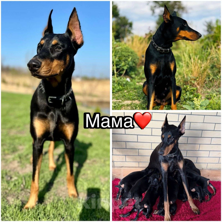 Собаки в других городах Ростовской области: Щенки добермана  Мальчик, 30 000 руб. - фото 5