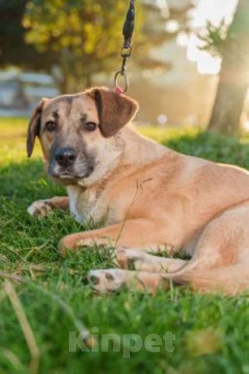 Кошки в Москве: Очень покладистый и спокойный мальчик с доброй душой ищет дом Девочка, Бесплатно - фото 4