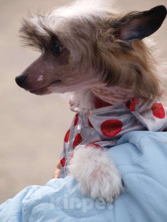 Собаки в Липецке: Небольшой голый мальчик Мальчик, 50 000 руб. - фото 6