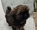 Собаки в Кропоткине: Ши-тцу  Мальчик, 20 000 руб. - фото 1