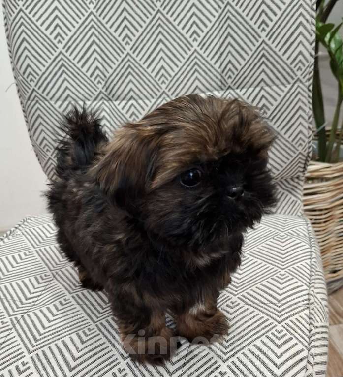 Собаки в Кропоткине: Ши-тцу  Мальчик, 20 000 руб. - фото 1