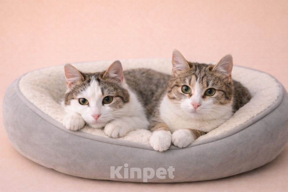 Кошки в Москве: Лилу и Юкки в поисках семьи Девочка, Бесплатно - фото 3