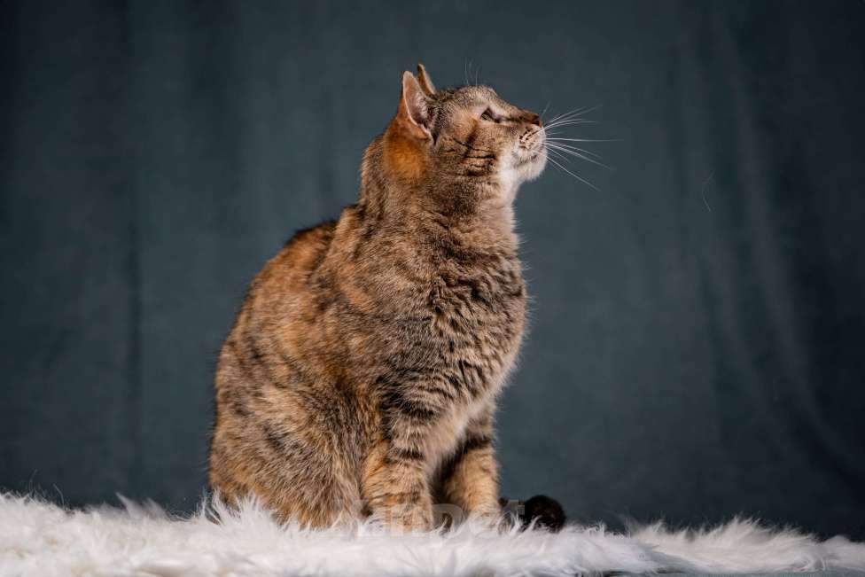 Кошки в Клине: Мадам — необычная кошечка Девочка, Бесплатно - фото 4