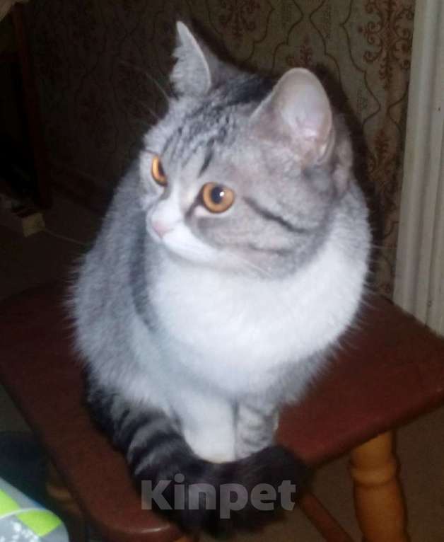 Кошки в Иваново: Пропала кошечка Девочка, 10 000 руб. - фото 1