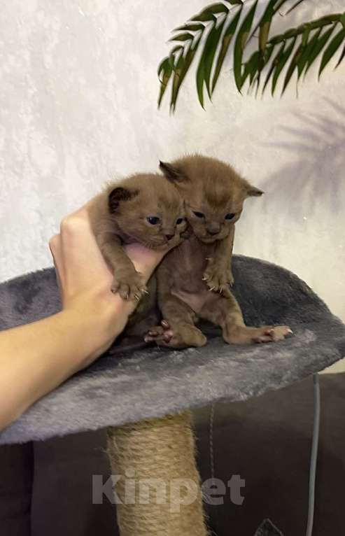 Кошки в Красноярске: Европейский бурманский котенок Мальчик, 35 000 руб. - фото 3