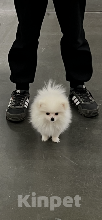 Собаки в Смоленске: Lapochka Девочка, 20 000 руб. - фото 4