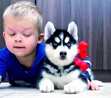 Хаски Щенки Разных окрасов