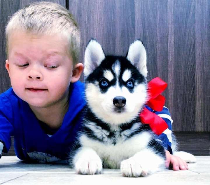 Собаки в Нижнекамске: Хаски Щенки Разных окрасов Разнополые, Бесплатно - фото 1