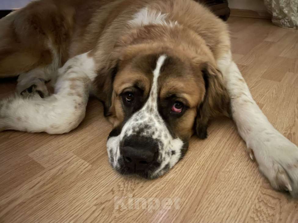 Собаки в других городах Московской области: Бесплатно. Девочка, Бесплатно - фото 1