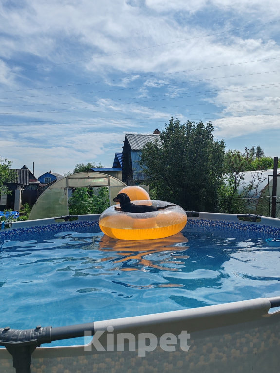 Собаки в Иркутске: Такса мальчик ищет девочку для вязки! Мальчик, 1 руб. - фото 2