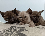 Кошки в других городах Владимирской области: Бурманские котята Разнополые, Бесплатно - фото 1