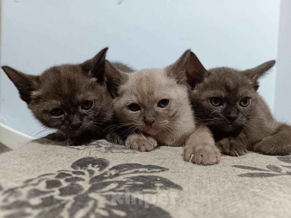 Кошки в других городах Владимирской области: Бурманские котята Разнополые, Бесплатно - фото 1