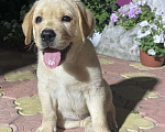 Собаки в Краснодаре: Лабрадор Девочка, 1 руб. - фото 1