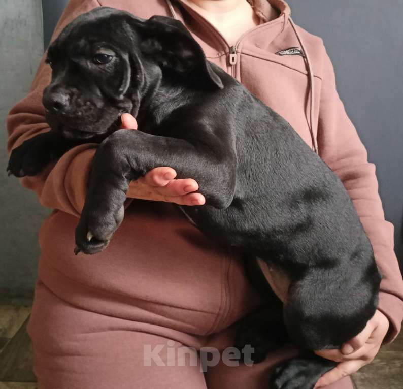 Собаки в Белом Калитве: Щенки Кане-корсо Мальчик, 50 000 руб. - фото 1