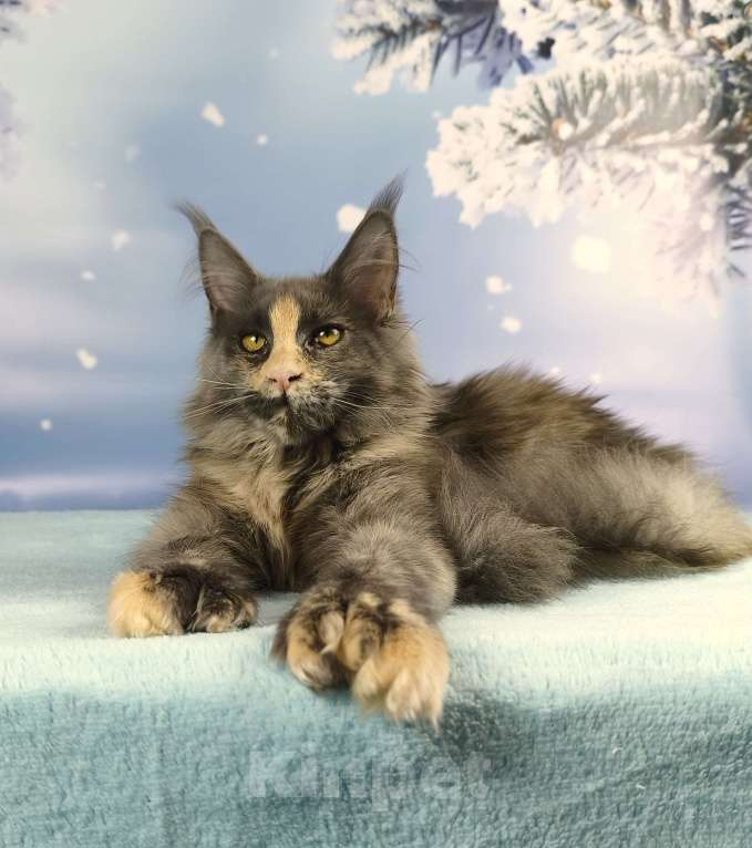 Кошки в Нижнем Новгороде: Дарси Девочка, 45 000 руб. - фото 1