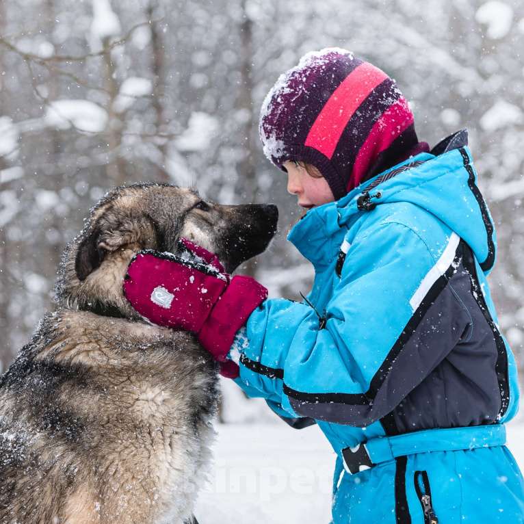 Собаки в Москве: Соня, 1 год Девочка, Бесплатно - фото 3