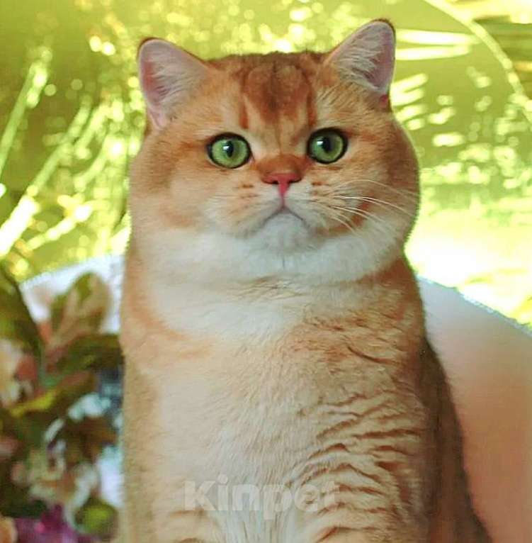 Кошки в Москве: Шотландская прямоухий котик Мальчик, 25 000 руб. - фото 4