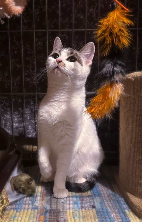 Кошки в Москве: Зефирка Сердечная в поисках дома Девочка, Бесплатно - фото 4