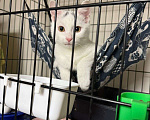 Кошки в Москве: Котёнок Беляшик в добрые руки Мальчик, Бесплатно - фото 4