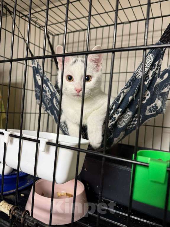 Кошки в Москве: Котёнок Беляшик в добрые руки Мальчик, Бесплатно - фото 4