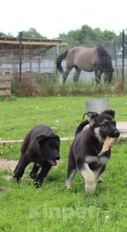 Собаки в Москве: Риелла Девочка, 40 000 руб. - фото 5