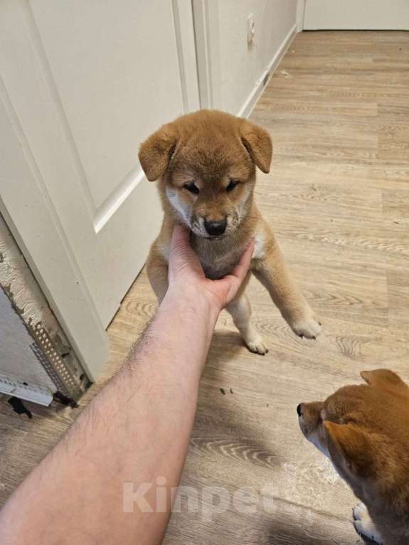 Собаки в других городах Московской области: В продаже щенки сиба ину Мальчик, 25 000 руб. - фото 2