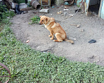 Собаки в других городах Воронежской области: Овчарка мальчик Мальчик, 7 000 руб. - фото 2