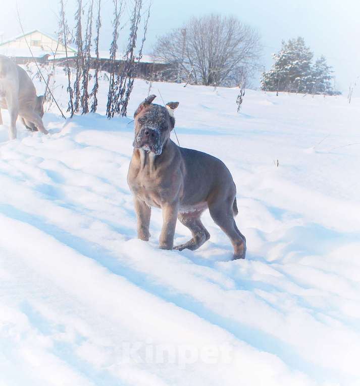 Собаки в Москве: Кане корсо девочки Девочка, 80 000 руб. - фото 6