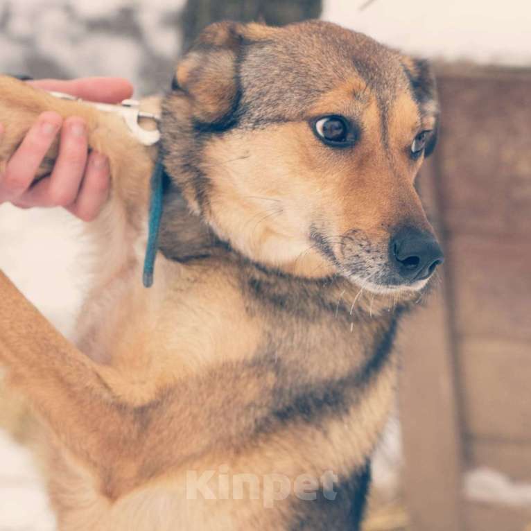 Собаки в Пушкино: Ника ищет дом! Девочка, 1 руб. - фото 1