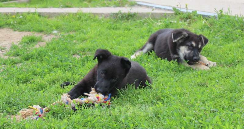 Собаки в Москве: Румба Девочка, 45 000 руб. - фото 3