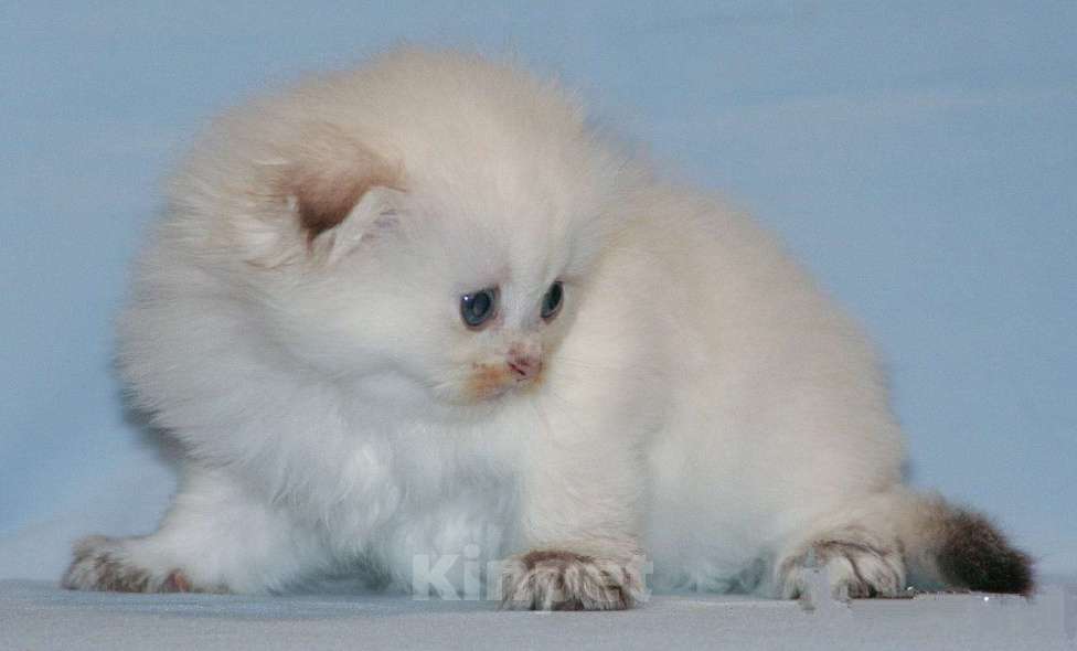 Кошки в Сарове: Шотландский вислоухий котенок Мальчик, Бесплатно - фото 1
