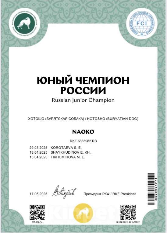 Собаки в Екатеринбурге: Бурятская собака Хотошо щенки Мальчик, 60 000 руб. - фото 6