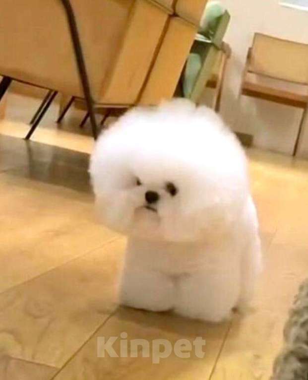 Собаки в Москве: Мини щенок Бишон-фризе Мальчик, 150 000 руб. - фото 6