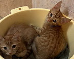 Кошки в Москве: Рыжие котята от мамы мейн-куна Мальчик, 1 руб. - фото 2